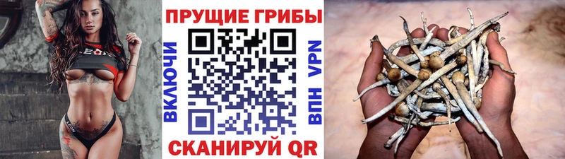 Псилоцибиновые грибы мицелий  цена   Шелехов 